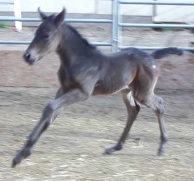 Phoenix on the move