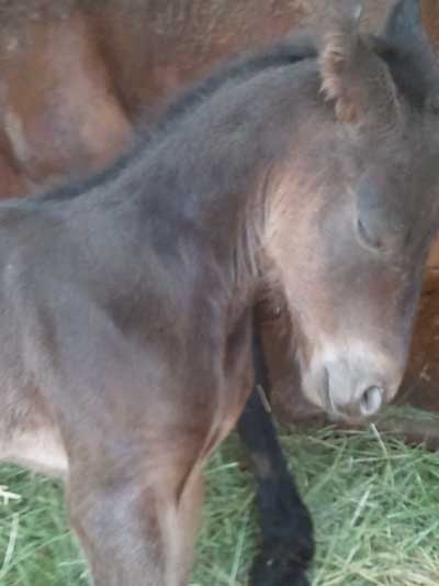 Phoenix asleep R