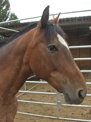 April R side head