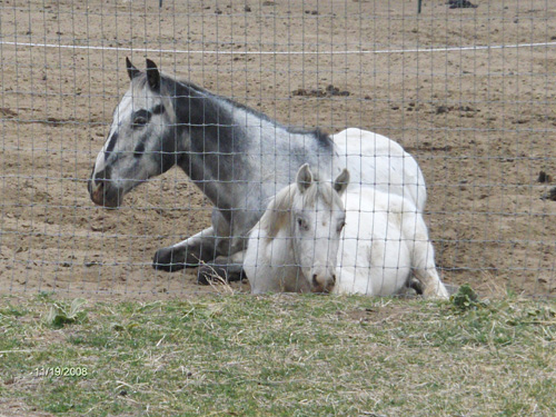 Dezi & Chief siest