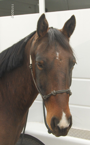 Flit head 2