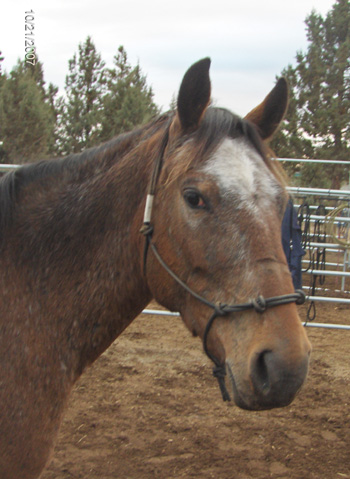 Jodi head