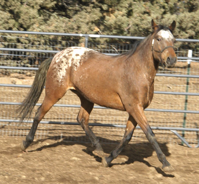 Jodi R side trot