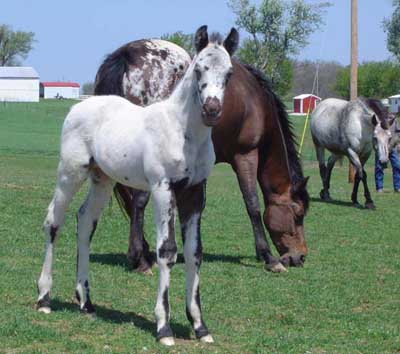 Patches x Rainy colt