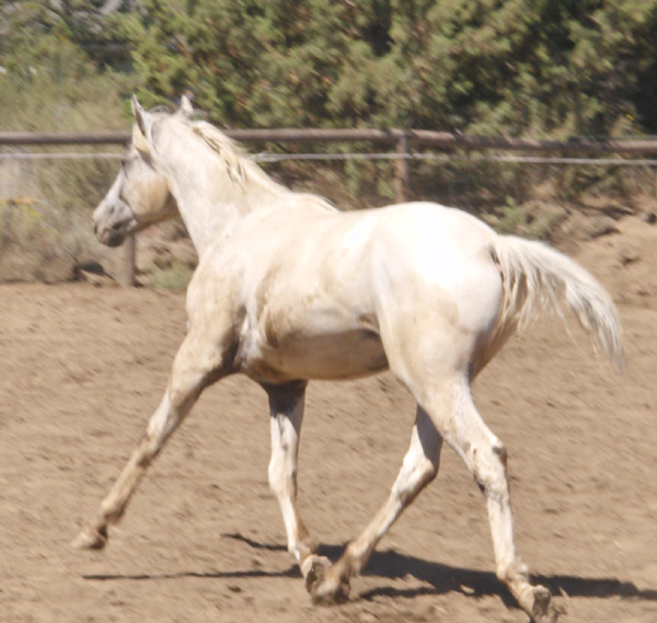 Rainy trot