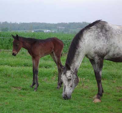 Thunder x Sassy filly