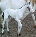 Mystic's filly Winddancer