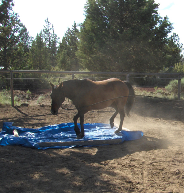 flit on obstacle course