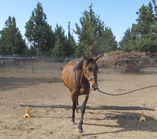 flit obstacle course jumping