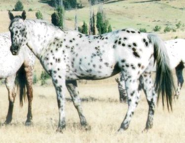 Ulrich Cheyenne
